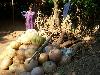 Collective Marketing of pumpkins.jpg